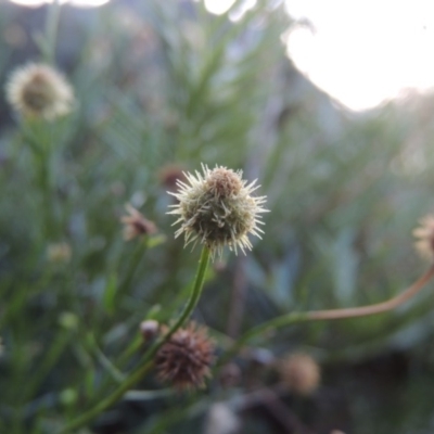 Calotis lappulacea (Yellow Burr Daisy) at Gigerline Nature Reserve - 18 Feb 2015 by michaelb