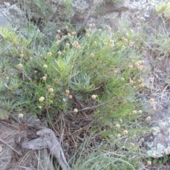 Calotis lappulacea at Tennent, ACT - 18 Feb 2015