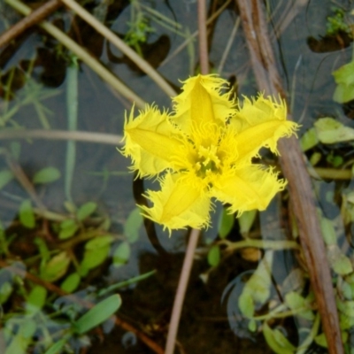 Nymphoides montana (Marshwort) at Paddys River, ACT - 25 Feb 2015 by julielindner