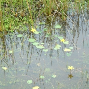 Nymphoides montana at Paddys River, ACT - 25 Feb 2015