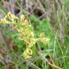 Sceptridium australe (Austral Moonwort) at Tharwa, ACT - 25 Feb 2015 by julielindner