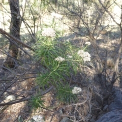 Cassinia longifolia (Shiny Cassinia, Cauliflower Bush) at Isaacs Ridge - 1 Mar 2015 by Mike