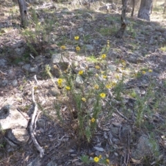 Xerochrysum viscosum (Sticky Everlasting) at Isaacs Ridge and Nearby - 1 Mar 2015 by Mike