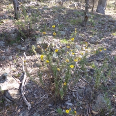 Xerochrysum viscosum (Sticky Everlasting) at O'Malley, ACT - 1 Mar 2015 by Mike