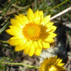 Xerochrysum viscosum at O'Malley, ACT - 1 Mar 2015 03:33 PM