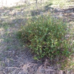 Hardenbergia violacea (False Sarsaparilla) at Isaacs Ridge and Nearby - 1 Mar 2015 by Mike