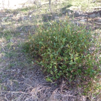 Hardenbergia violacea (False Sarsaparilla) at O'Malley, ACT - 1 Mar 2015 by Mike