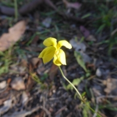 Goodenia pinnatifida (Scrambled Eggs) at Mount Mugga Mugga - 1 Mar 2015 by Mike