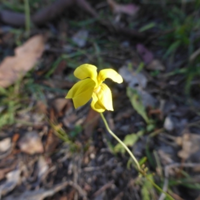 Goodenia pinnatifida (Scrambled Eggs) at O'Malley, ACT - 1 Mar 2015 by Mike