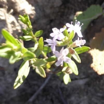 Mentha diemenica (Wild Mint, Slender Mint) at Mount Mugga Mugga - 1 Mar 2015 by Mike