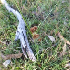 Cyperus lhotskyanus (A Sedge) at Mount Mugga Mugga - 1 Mar 2015 by Mike