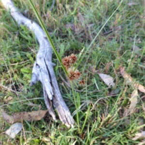 Cyperus lhotskyanus at O'Malley, ACT - 1 Mar 2015