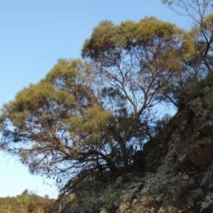 Acacia doratoxylon (Currawang) at Tennent, ACT - 18 Feb 2015 by MichaelBedingfield