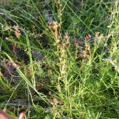 Haloragis heterophylla (Variable Raspwort) at Mount Mugga Mugga - 1 Mar 2015 by Mike