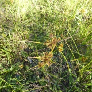 Cyperus eragrostis at O'Malley, ACT - 1 Mar 2015