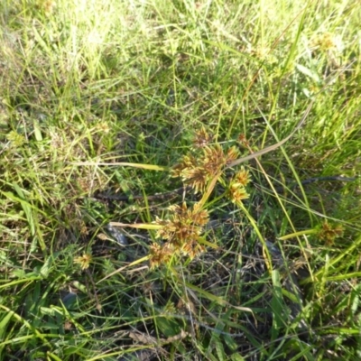 Cyperus eragrostis (Umbrella Sedge) at Mount Mugga Mugga - 1 Mar 2015 by Mike