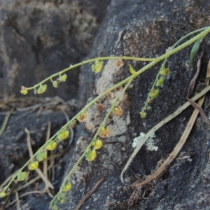 Cynoglossum australe at Tennent, ACT - 18 Feb 2015 07:26 PM