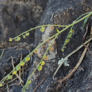 Cynoglossum australe at Tennent, ACT - 18 Feb 2015