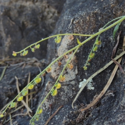 Cynoglossum australe (Australian Forget-me-not) at Gigerline Nature Reserve - 18 Feb 2015 by michaelb