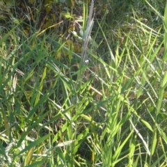 Phragmites australis (Common Reed) at O'Malley, ACT - 1 Mar 2015 by Mike