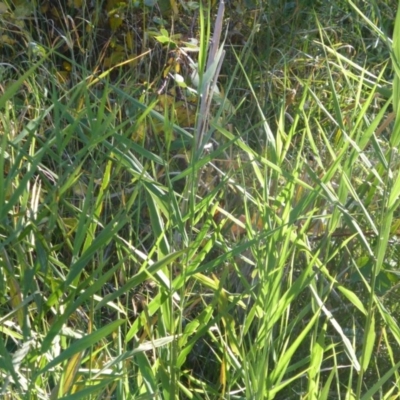 Phragmites australis (Common Reed) at Mount Mugga Mugga - 1 Mar 2015 by Mike