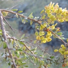 Bursaria spinosa (Native Blackthorn, Sweet Bursaria) at Tennent, ACT - 18 Feb 2015 by michaelb