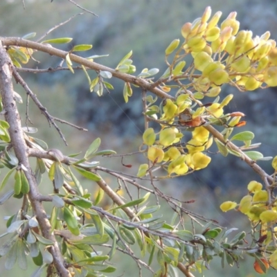 Bursaria spinosa (Native Blackthorn, Sweet Bursaria) at Tennent, ACT - 18 Feb 2015 by MichaelBedingfield