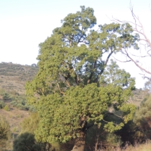 Brachychiton populneus subsp. populneus at Tennent, ACT - 18 Feb 2015