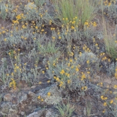 Chrysocephalum apiculatum (Common Everlasting) at Gigerline Nature Reserve - 18 Feb 2015 by michaelb