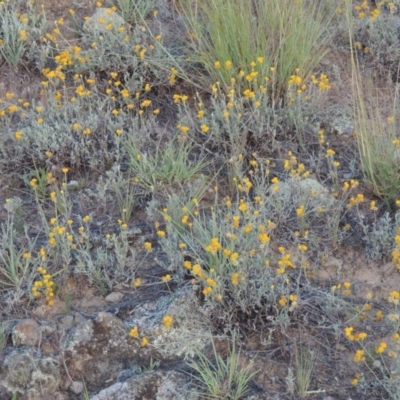 Chrysocephalum apiculatum (Common Everlasting) at Gigerline Nature Reserve - 18 Feb 2015 by michaelb