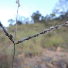 Digitaria brownii (Cotton Panic Grass) at Tennent, ACT - 18 Feb 2015 by michaelb