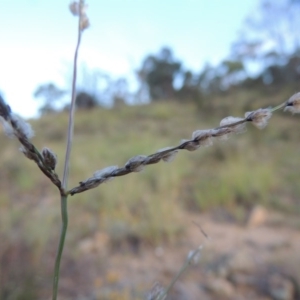 Digitaria brownii at Tennent, ACT - 18 Feb 2015