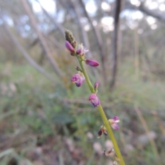 Oxytes brachypoda (Large Tick-trefoil) at Gigerline Nature Reserve - 18 Feb 2015 by michaelb