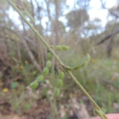 Oxytes brachypoda at Tennent, ACT - 18 Feb 2015