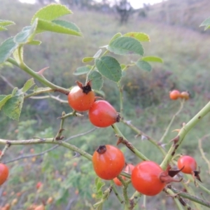 Rosa rubiginosa at Tennent, ACT - 18 Feb 2015