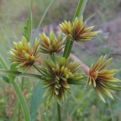 Cyperus eragrostis (Umbrella Sedge) at Tennent, ACT - 18 Feb 2015 by michaelb