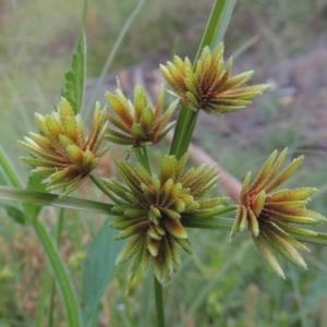 Cyperus eragrostis at Tennent, ACT - 18 Feb 2015