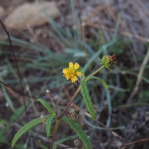 Sigesbeckia australiensis at Tennent, ACT - 18 Feb 2015