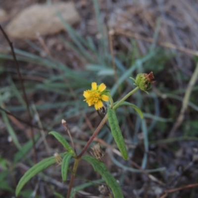 Sigesbeckia australiensis (Cobber Weed) at Gigerline Nature Reserve - 18 Feb 2015 by michaelb
