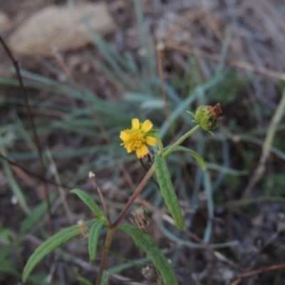 Sigesbeckia australiensis (Cobber Weed) at Tennent, ACT - 18 Feb 2015 by michaelb