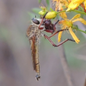 Colepia ingloria at Greenway, ACT - 14 Dec 2014