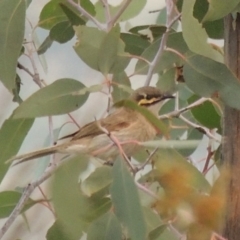 Caligavis chrysops (Yellow-faced Honeyeater) at Tennent, ACT - 26 Dec 2014 by MichaelBedingfield