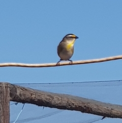 Pardalotus striatus (Striated Pardalote) at Corrowong, NSW - 11 Sep 2018 by BlackFlat