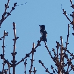 Myiagra inquieta (Restless Flycatcher) at Black Flat at Corrowong - 11 Sep 2018 by BlackFlat