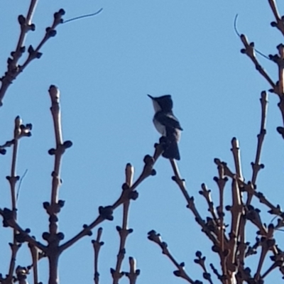 Myiagra inquieta (Restless Flycatcher) at Black Flat at Corrowong - 11 Sep 2018 by BlackFlat