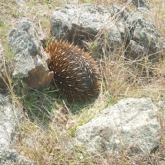 Tachyglossus aculeatus (Short-beaked Echidna) at Gungahlin, ACT - 10 Sep 2018 by MichaelMulvaney