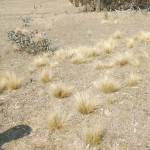 Nassella trichotoma at Gungahlin, ACT - 10 Sep 2018