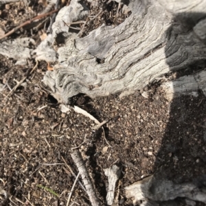 Papyrius nitidus at Jerrabomberra, ACT - suppressed