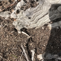 Papyrius nitidus (Shining Coconut Ant) at Callum Brae - 12 Sep 2018 by patrickharvey