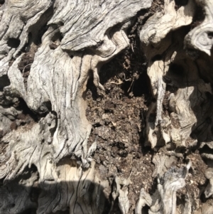 Papyrius nitidus at Jerrabomberra, ACT - suppressed